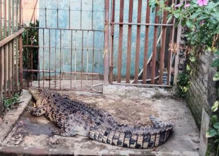 Geger Buaya Sepanjang Hampir 3 Meter di Pasindangan Cirebon Makan Kucing, Diamankan BKSDA
