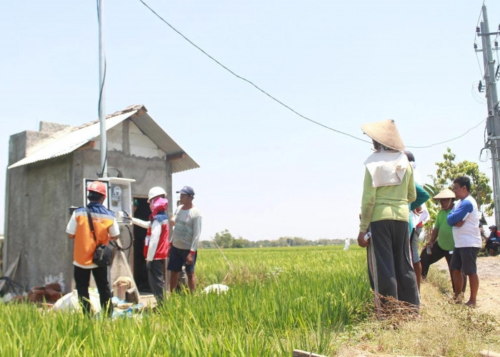 Dukung Tranformasi Pertanian Modern, Electrifying Agriculture PLN Raih 53.539 Pelanggan Baru di Tahun 2024