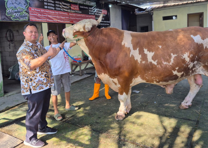 Sapi Kurban Prabowo di Cirebon Tembus 1 Ton, Dipelihara 3 Tahun oleh Peternak Tegalgubug