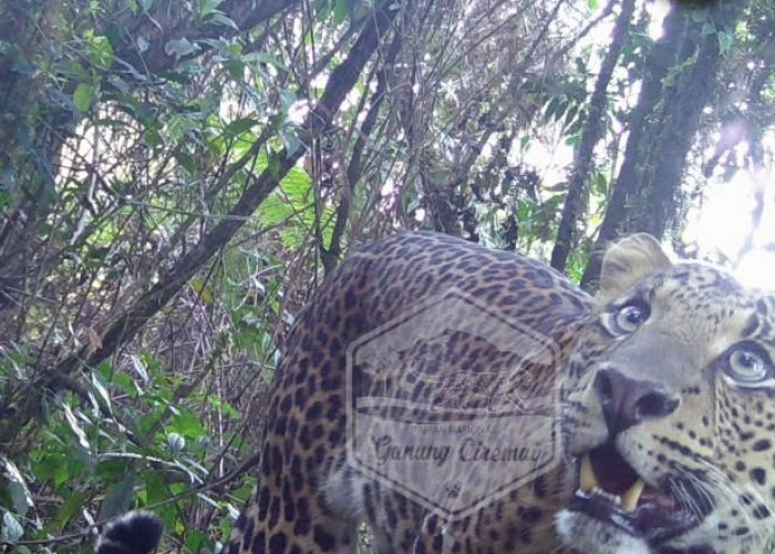 Kondisi Terkini Rasi, Macan Tutul 'Naturalisasi' di Gunung Ciremai