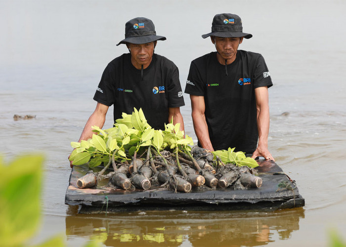BRI Salurkan Ribuan Bibit Mangrove di Muaragembong, Upaya Nyata Menyelamatkan Lahan Kritis 
