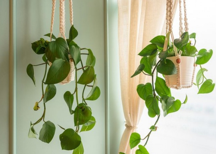 7 Tanaman Indoor Hias Minimalis untuk Dekorasi Modern, Ada yang Tumbuh Menjuntai