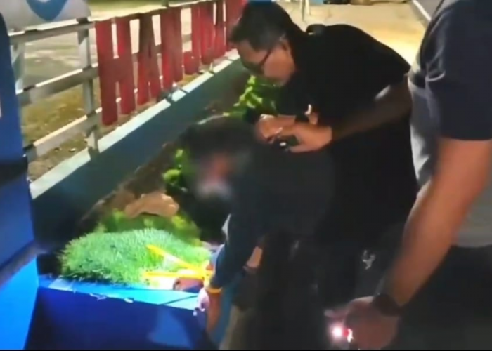 Tanam Ganja di Dalam Rumah, Pria di Kuningan Terancam 20 Tahun Penjara, Polisi Sebut Kasus Pertama
