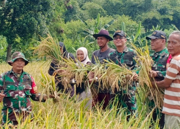 Panen Raya Padi di Kota Cirebon, Upaya TNI, Masyarakat dan Pemkot Dukung Pertanian Berkelanjutan