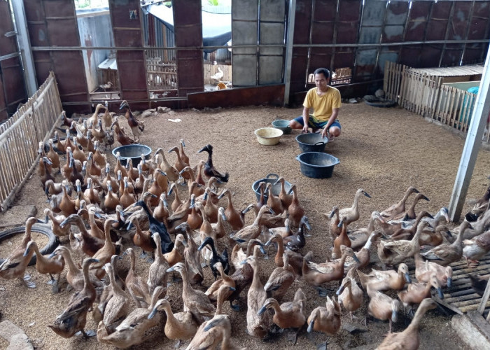 Kisah Inspiratif Supri, Bangun Usaha di Desa dari Telur Asin, Sayuran Hidroponik Hingga Cafe