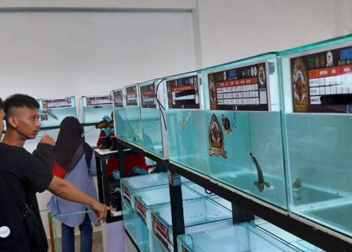 Cirebon Channa Contest, Seni Merawat Ikan Gabus 