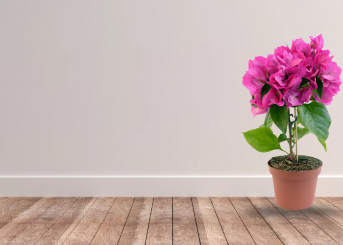 6 Tanaman Hias untuk Teras Rumah yang Estetik Sekaligus Dipercaya Menarik Rezeki!