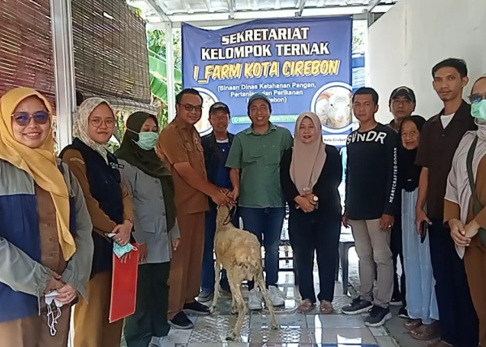 Muhamad Noupel Bantu Peternak Sunyaragi, DKPPP Distribusikan Domba dan Vitamin