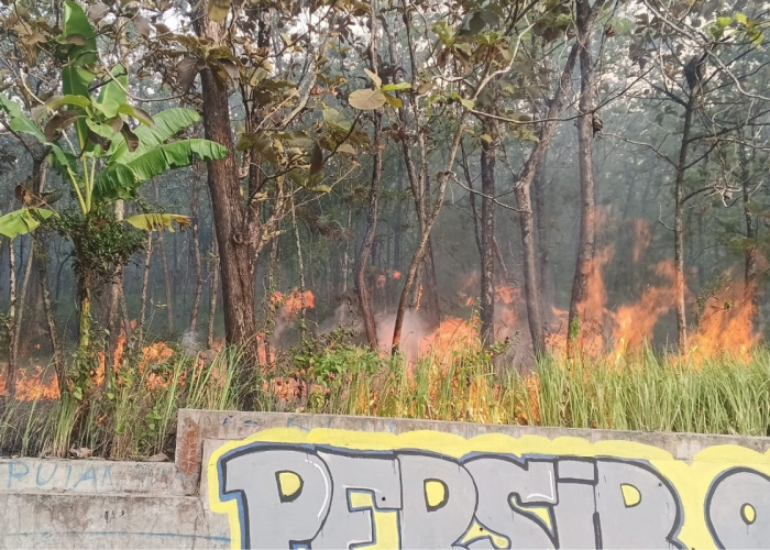 Kebakaran Kebun Jati di Kuningan Diduga Sengaja Ulah OTK