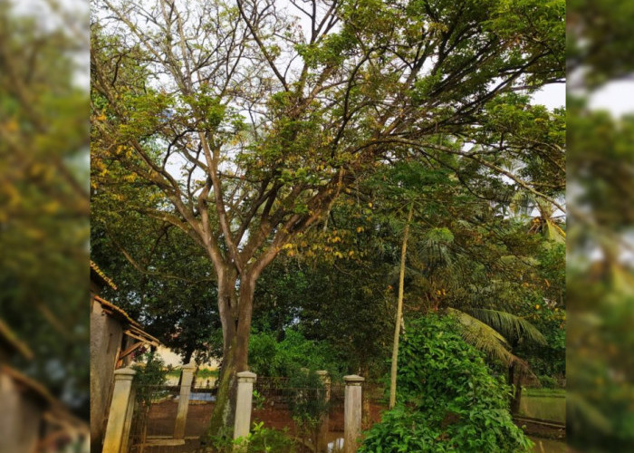 Pohon Saparantu Hanya Ada di 3 Daerah, Cirebon, Cianjur dan Banten, Hadiah Sultan Mataram