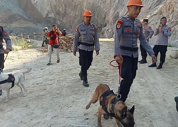 Libatkan 3 Anjing Pelacak, Proses Pencarian Korban Longsor Gunung Kuda Cirebon