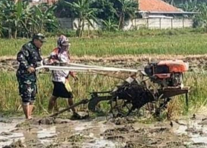 TNI Bantu Petani, Babinsa Jadi Pendamping Poktan Garap Lahan di Kota Cirebon