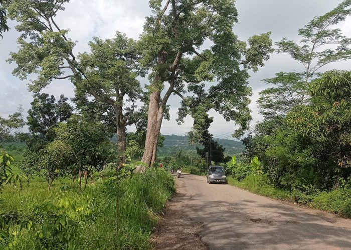 Dangdeur Beunghar, Pohon Keramat di Desa Kamarang Tingginya Tidak Pernah Bertambah