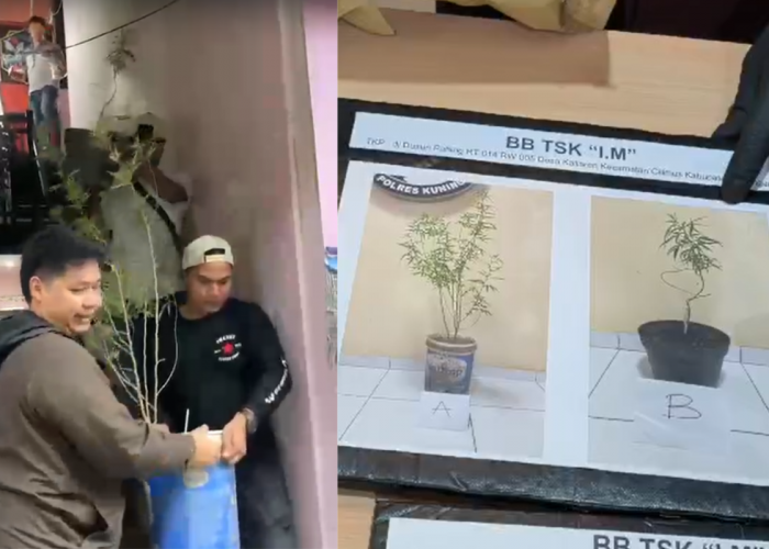 Terungkap, Pria di Kuningan Beli Online Bibit Ganja sebelum Tanam di Rumah