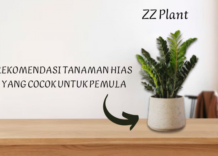 Sering Lupa Menyiram? 5 Tanaman Hias Ini Cocok untuk Pemula yang Baru Mulai Hobi Rawat Tanaman