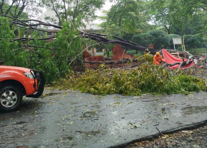 2 Orang Korban Suami Istri Tertimpa Pohon Tumbang di Depan Gedung Kesenian Kota Cirebon 