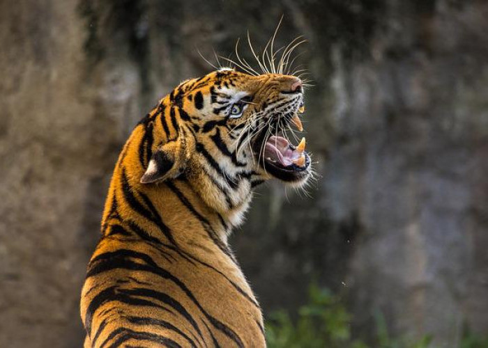 Berdarah-darah, Ibu Selamatkan Anaknya dari Terkamanan Harimau