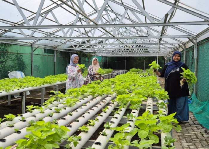 Berkebun di Lahan Sempit, PKK Desa Kalikoa Sukses Tingkatkan Ketahanan Pangan Lokal