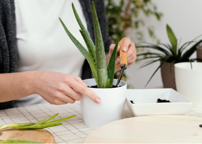 Tak Perlu Repot Merawatnya, 5 Sansevieria Ini Bikin Sudut Rumah Jadi Lebih Berkelas