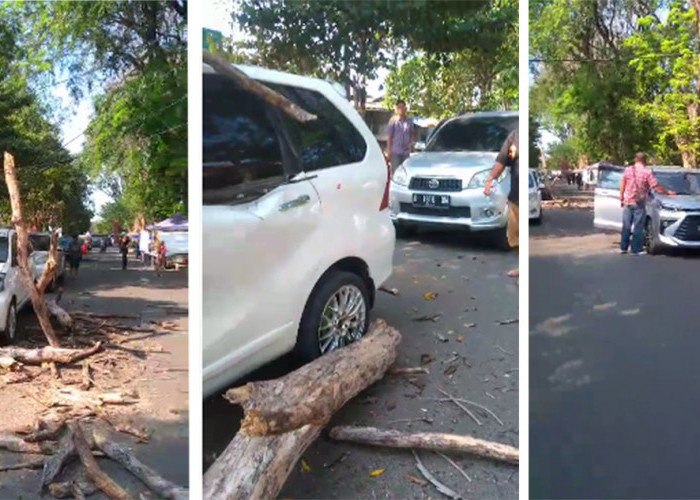 3 Mobil Tertimpa Pohon Tumbang di Kompleks Olahraga Bima Kota Cirebon, 3 Dinas Saling Lempar