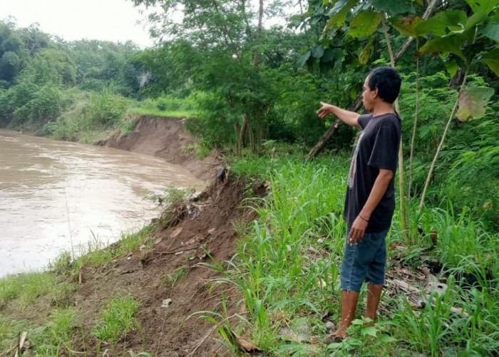 Warga Beringin Cirebon Khawatir Usai  Tebing Sungai Cimanis Longsor