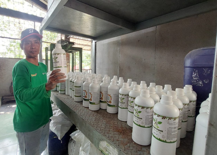 Sampah di Desa Babakan Ciwaringin Disulap Jadi Pupuk Masaro, Laris Manis Hingga Toraja dan Dumai