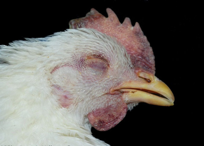 Kasus Flu Burung di Kota Cirebon, 700 Ekor Ayam Mati Mendadak di Argasunya