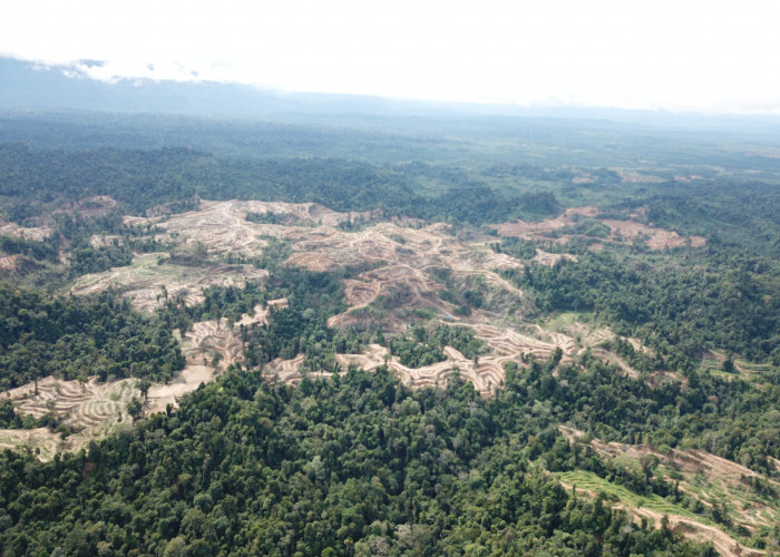 Perusahaan Merek Dunia Terus Gagal Menghentikan Perusakan Hutan dan Pelanggaran HAM pada Tahun 2025
