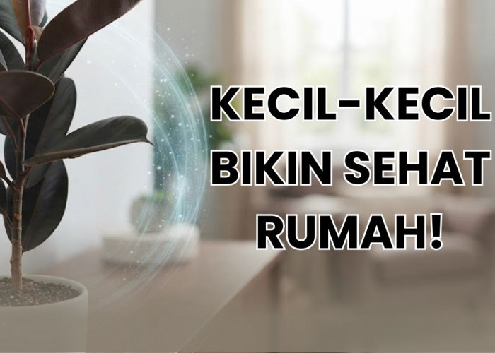 Tidak Hanya Mempercantik, 5 Tanaman Hias Bermanfaat Untuk Kesehatan Penghuni Rumah Ini Layak Kamu Rawat!