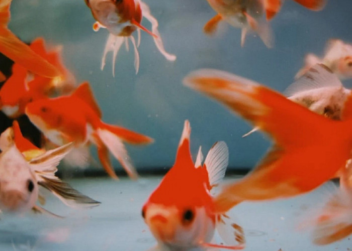 Selain Hiasan, 9 Ikan Pembawa Hoki di Aquarium Menurut Feng Shui Ini DIpercaya Mendatangkan Kekayaan