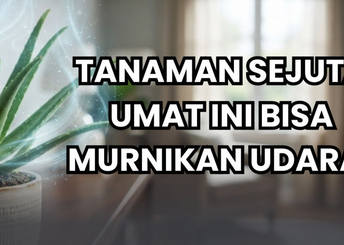 Daftar 5 Tanaman Hias Pembersih Udara yang Bisa Buat Rumah Kamu Super Sejuk, Nomor Satu Ada Dimana-Mana!