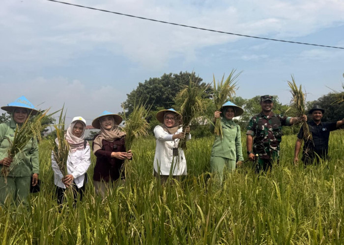 Wakil Walikota Cirebon Tinjau Sergab di Larangan, Bulog Serap 2,6 Ton Gabah Petani