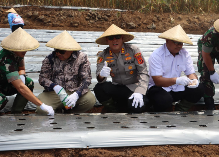 Bawang Putih Kuningan Mulai Ditanam, Panen 2,5 Ton Diproyeksikan Desember 2026