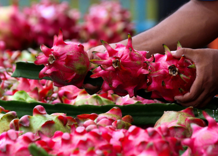Dari Banyuwangi ke Pasar Lebih Luas, Petani Buah Naga Naik Kelas Berkat Program Klasterku Hidupku BRI
