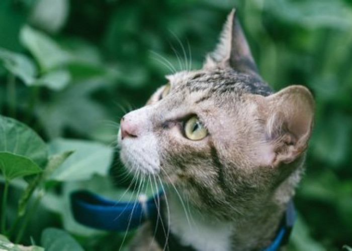 Ini Dia 7 Tanaman Pengusir Kucing, Mempunyai Aroma yang Sangat Menyengat Paling Tidak Disukai Oleh Anabul   