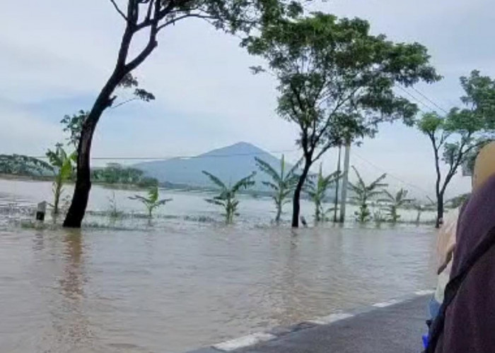 Hampir Seribu Hektar Lahan Pertanian Terendam Banjir 