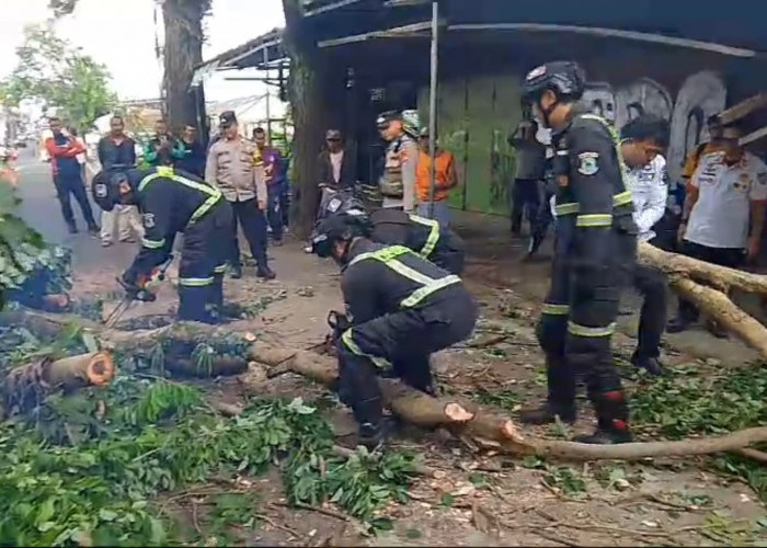 Pohon Tumbang Menutup Jalan Cirebon-Kuningan, Timpa Pengendara Roda Dua