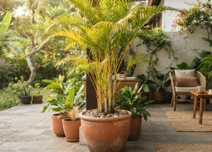 Energi Positif Melimpah, Ini 8 Tanaman Hias Outdoor yang Bisa Menepis Energi Sial Menurut Feng Shui
