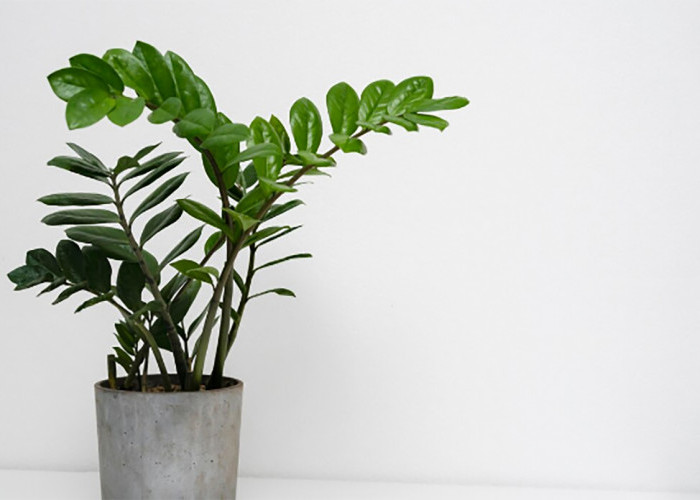 5 Tanaman Pembawa Hoki Tahun 2026, Dipercaya Tarik Rezeki dan Energi Positif di Awal Tahun Baru