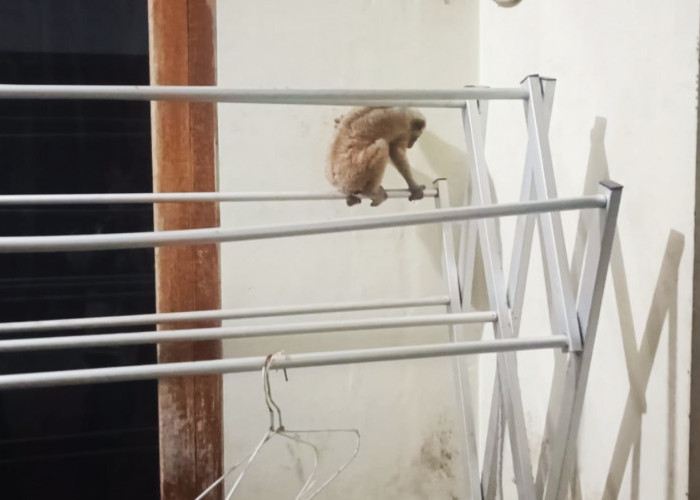 Kukang Muncul di Atas Jemuran Warga Kuningan, Damkar Turun Tangan