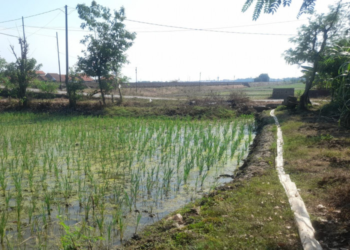 Kemarau Bikin Biaya Pengairan Membengkak, Petani Jungjang Wetan Desak Bantuan Irpom