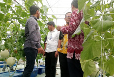 APEMI Gandeng TIKA dan Kemendes, Budidaya Melon Premium Greenhouse Kian Moncer di Indramayu