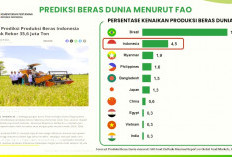 Mentan Amran Bongkar Kunci Swasembada Beras 2025, Data FAO dan USDA Ikut Menguatkan
