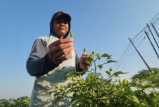 Ironi Harga Cabai Melonjak, Petani di Cirebon Mengaku Belum Nikmati Keuntungan