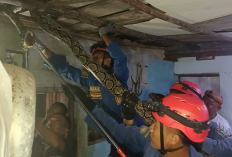 Ular Sanca 6 Meter Muncul di Plafon Rumah Warga Cirebon, Evakuasi Dramatis