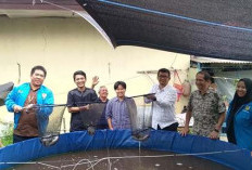 KNPI Kota Cirebon Panen Perdana Lele, Dorong Pemuda Lebih Produktif dan Mandiri
