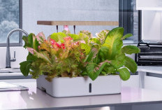 Tak Perlu Lahan Luas, AZKO Hadirkan Solusi Berkebun Modern untuk Rumah