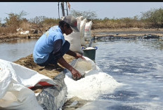 Panen Garam Melimpah di Cirebon, Harga Anjlok hingga Rp800/Kg, Petani Terpaksa Jual Murah