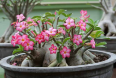 Percantik Rumah dengan 4 Tanaman Hias ini, yang Cocok Untuk Outdoor, Minim Perawatan dan Tahan Panas