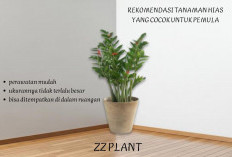 Baru Pertama Kali Berkebun? 5 Tanaman Hias Ini Cocok untuk Pemula, Tak Perlu Perawatan Rumit